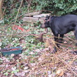 Pépé in de tuin 4