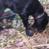 Pépé in de tuin 12