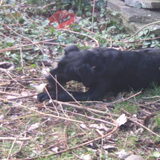 Pépé in de tuin 28