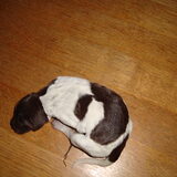 Puppie 1 Geboren: 16-01-11 Gewicht: 431 gr. Meisje Uur: 00.57