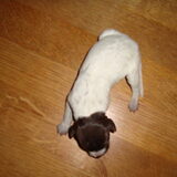 Puppie 4 Geboren: 16-01-11 Gewicht: 348 gr. Meisje Uur: 03.13