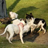 Foto van alex en lady