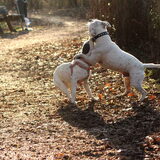Foto van alex en lady