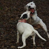 Foto van alex en lady