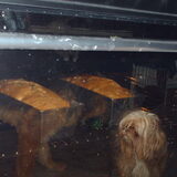 Foto van liesbeth,Turbo,Luna, Levi en Faith