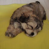 Mijn mooie meid.Toen ze nog een puppy was.