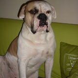 Onze Tyson