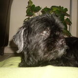 Lilly