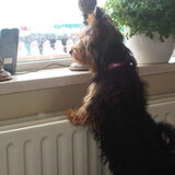 onze waakhond