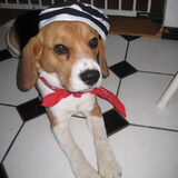 Carnaval 2009