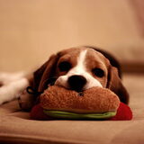 Balou is aan het dutten.