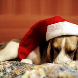 Met kerstmis, baas zette mij een kerstmuts op.