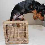 Foto van Marleen , Blacky & Justy