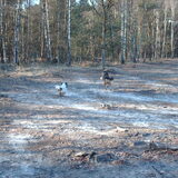 Foto van liesbeth,Turbo,Luna, Levi en Faith