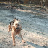 Foto van liesbeth,Turbo,Luna, Levi en Faith