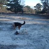 Foto van liesbeth,Turbo,Luna, Levi en Faith