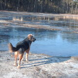 Foto van liesbeth,Turbo,Luna, Levi en Faith