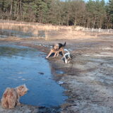 Foto van liesbeth,Turbo,Luna, Levi en Faith