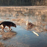 Foto van liesbeth,Turbo,Luna, Levi en Faith