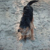 Foto van liesbeth,Turbo,Luna, Levi en Faith