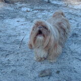 Foto van liesbeth,Turbo,Luna, Levi en Faith
