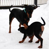 Foto van Marleen , Blacky & Justy