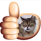 Goed gedaan! (Tigre)
