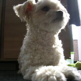 Foto van Boeffie.