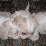 De rechtste!! Nousya als puppy!