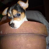 Hond in de pot vinden??