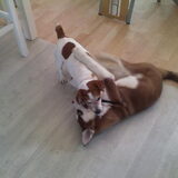 Damion en Chailoo aan het stoeien