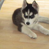 Schattige Shado