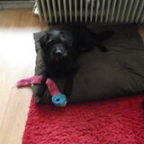 Falkor op Joy d´r plaats