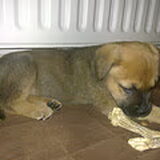 Dit is Balou, onze Rottbull van 9 weken. Een schattige pup.Ze is…