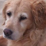 Buddy, Golden van bijna 13 Jaar. Lief speels en zeer baldadig. Nu haar…