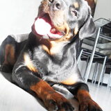 Foto van Hannie met Beer en Chelsea
