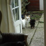 mn kanjers