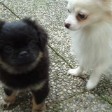 Foto van sharona