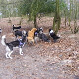 Poolhonden wandeling Heemstede 30 januari 2011