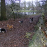 Poolhonden wandeling Heemstede 30 januari 2011