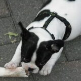 Foto van **The more I know about people, the more I love dogs**