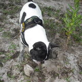 Foto van **The more I know about people, the more I love dogs**