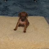 Angel is hier 4 weken oud.