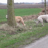 KumBaYah samen met haar vriend Fair.