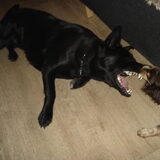 spelen