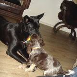 2 schatten Joy en Luna