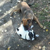 Foto van **The more I know about people, the more I love dogs**