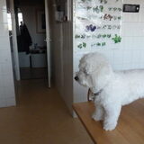 mijn vacht groeit hard, we zijn net een maand verder.