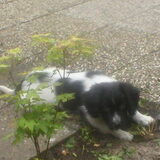 sam als pup