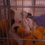 Tyson als pup, onweerstaanbaar he